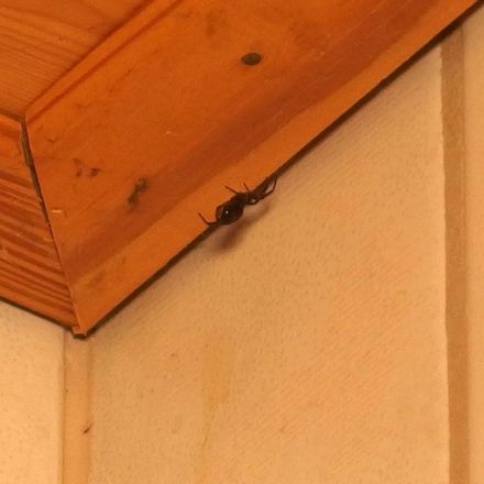 Spinnen entfernen - mit Unterdruck