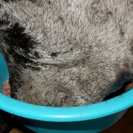 Hundefutter im Kühlschrank aufbewahren