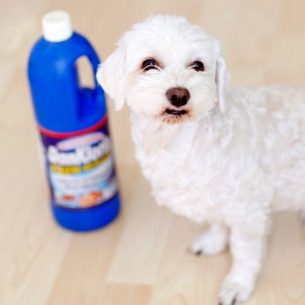 Hundeurin und Uringestank aus Laminat entfernen