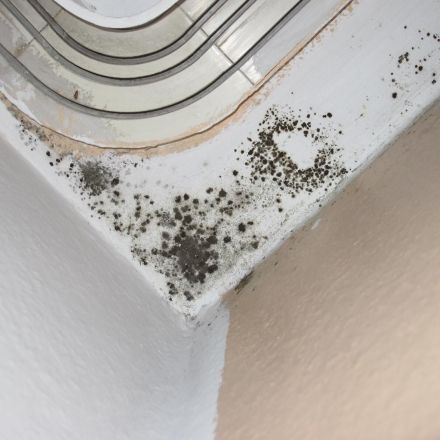 Schimmel entfernen mit Alkohol und Ascorbinsäure