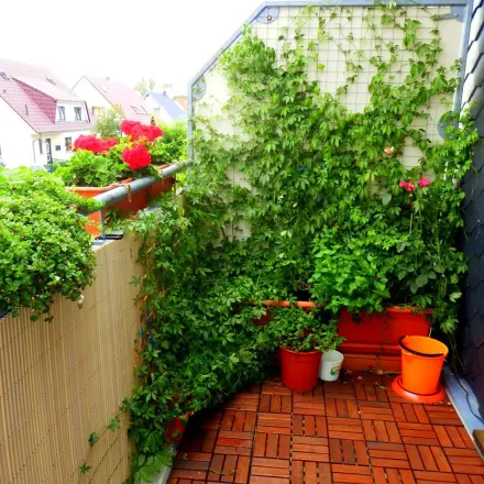 Heilkräuter auf dem Balkon pflanzen