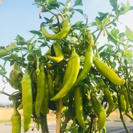 Peperoni haltbar machen - Peperoni Rezepte