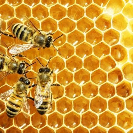 Wissenswertes über Honig, Bienen und Imker