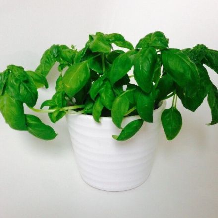 Kräuter im Topf am Leben erhalten - Kräuter umtopfen