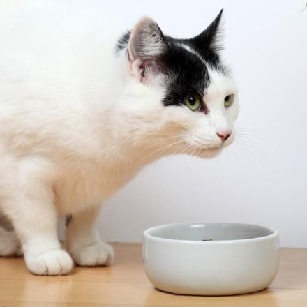 Katzenfutter selber machen