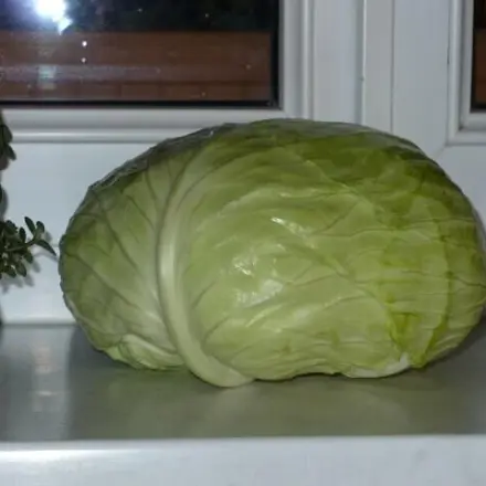 Kohlrouladen mit Jaromakohl