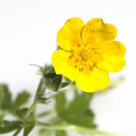 Entzündetes Zahnfleisch oder Zahnfleischbluten