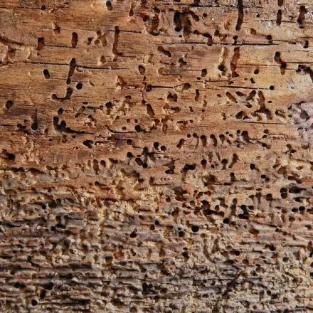 Holzwurm biologisch bekämpfen