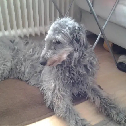 Weihrauch-Tabletten bei Hunden mit Gelenkschmerzen