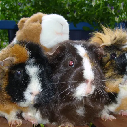 Meerschweinchen aneinander gewöhnen