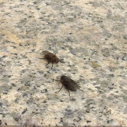 So fliegen Fliegen nicht ins Haus
