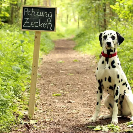 Hunde vor Zeckenbissen schützen