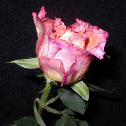 Rosen kandieren und haltbar machen