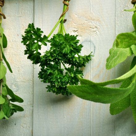 Kräuter trocknen, einfrieren, haltbar machen