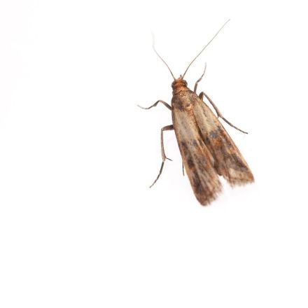 Schlupfwespen gegen Lebensmittelmotten