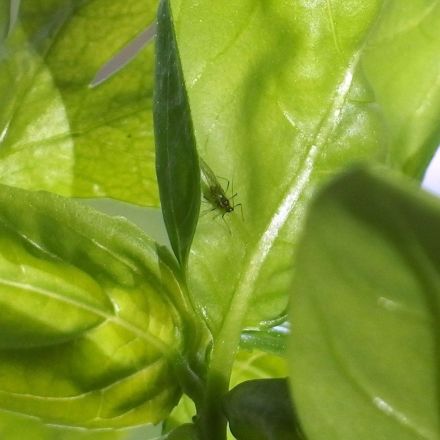 Mücken aus Blumenerde - Trauermücken