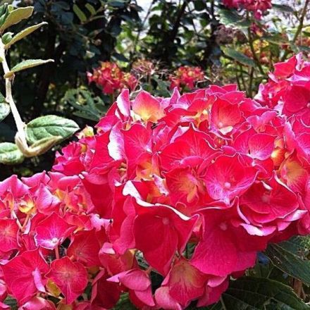 Wann und wie Schmetterlingsflieder & Hortensien schneiden