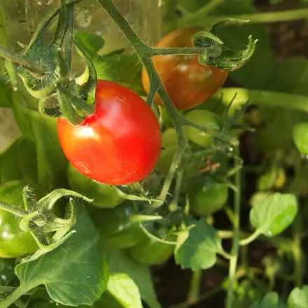 Tomaten im Farbeimer züchten