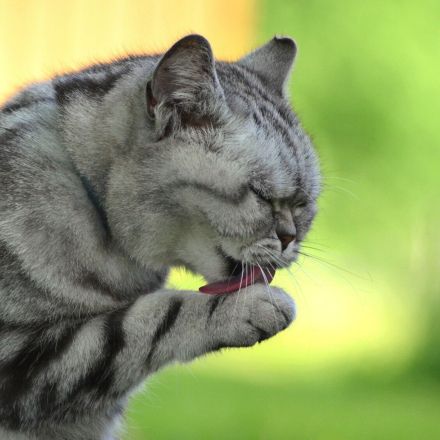 Wenn die Katze kotzt - was tun?