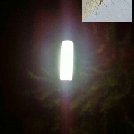 Zu viele Spinnen im Haus - Spinnen fernhalten