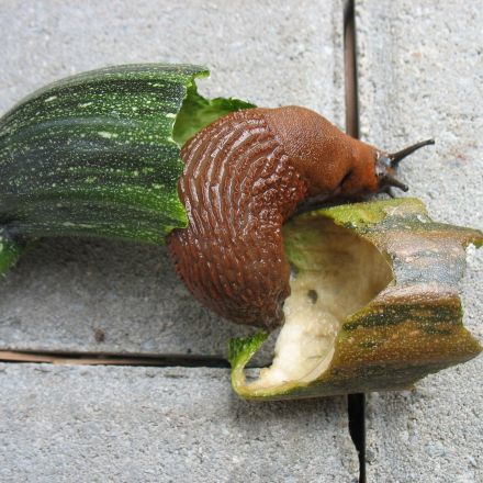 Kaffeesatz im Garten: als Dünger oder gegen Schnecken & Ameisen