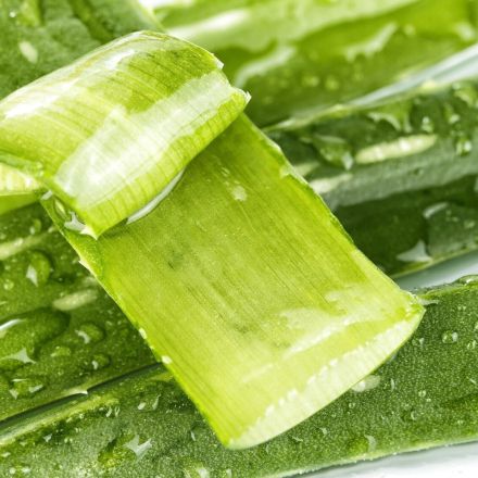 Bei Sonnenbrand schnelle Kühlung durch Aloe Vera