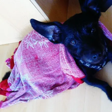 Tieren bei hohen Temperaturen was Gutes tun