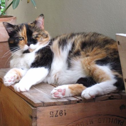 Warum fangen Katzen Mäuse?