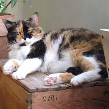 Warum fangen Katzen Mäuse?