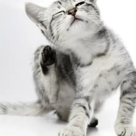 So stellt man fest, ob die Katze Flöhe hat