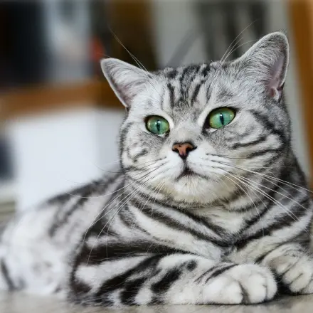 Katze fernhalten mit Essig