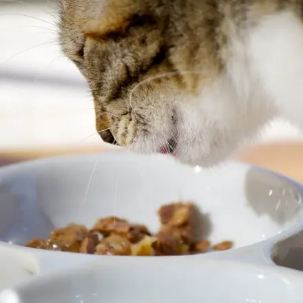 Mehr Wasser für die Katze