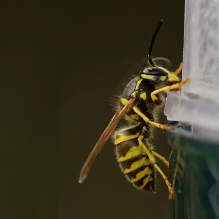 Wespen aus der Wohnung jagen