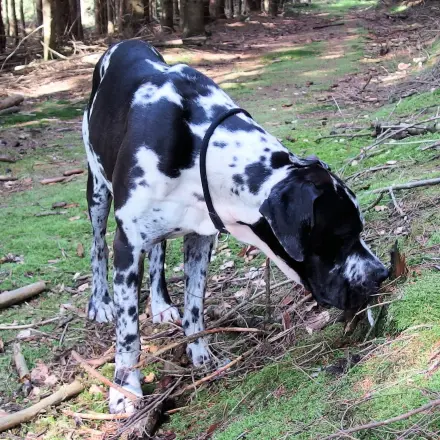 Mit Eisspray gegen Hundekot