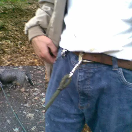 Den Dackel freihändig an der Leine führen