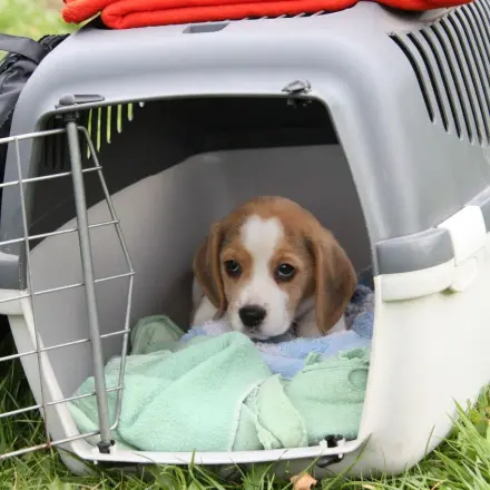 Hund an die Hundebox gewöhnen