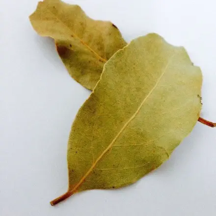 Lorbeerblätter gegen Schlaflosigkeit