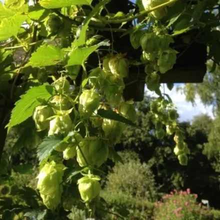 Hopfentee - man schläft wie ein Bär