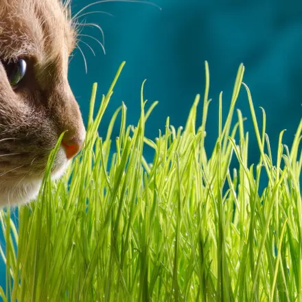 Katzengras länger haltbar machen