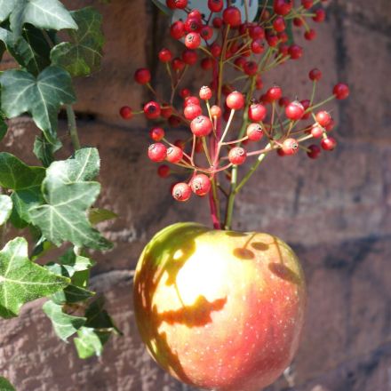 Herbstapfel für Vögel - Dekoration und Vogelfutter zugleich