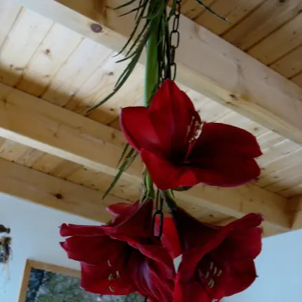 Amaryllisblüten - dekorativer und länger haltbar