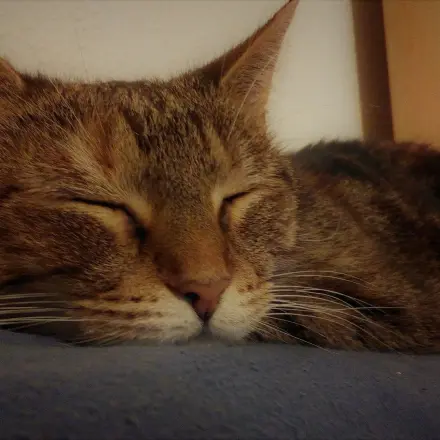 Keine lebenden Tiere als Geschenk