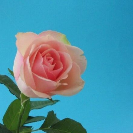 Eigene Blumenfotos als Postkarten verschicken