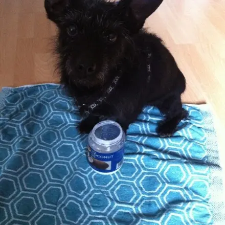 Hunde und Katzen mit Kokosöl pflegen und schützen