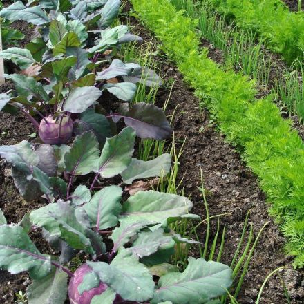 Fruchtfolge und Mischkultur im Garten