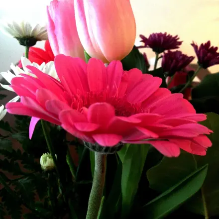 Gerbera lässt den Kopf nicht mehr hängen