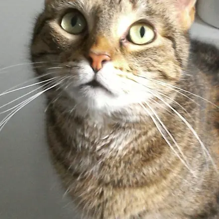 Katzen füttern - Erinnerungshilfe