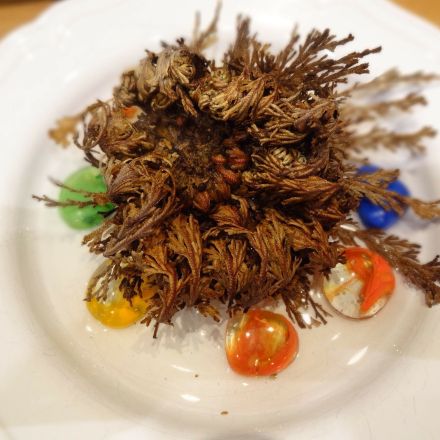 Die Rose von Jericho - das Wunder des Lebens