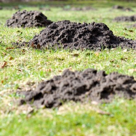 Maulwürfe und Wühlmäuse vertreiben