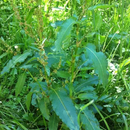 Sauerampfer gegen Menstruationsbeschwerden
